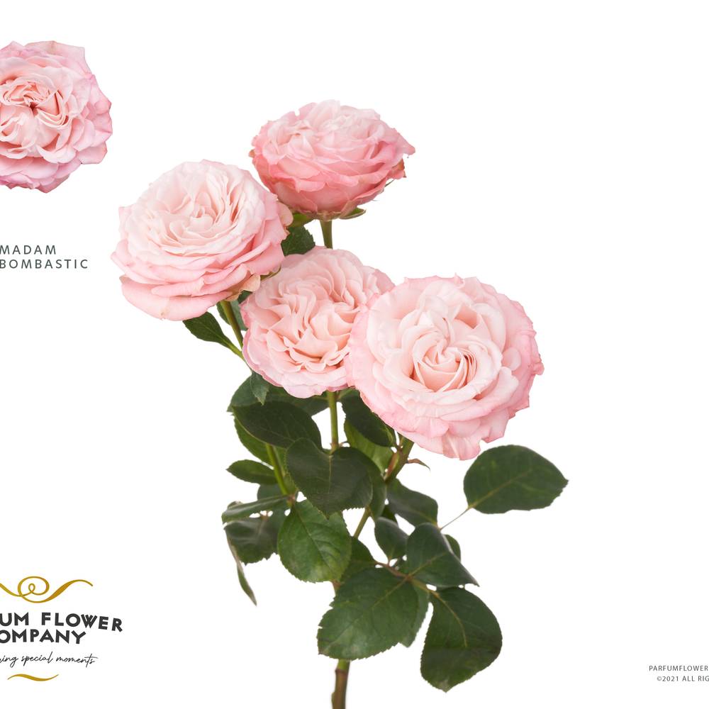 Rose verzweigt hell rosa Madam Bombastic 50cm