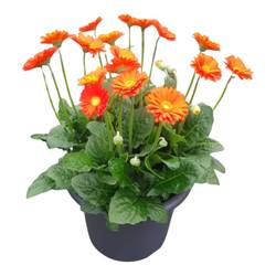 Gerbera orange Garvinea T32 H035