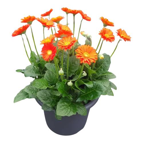 Gerbera orange Garvinea T32 H035