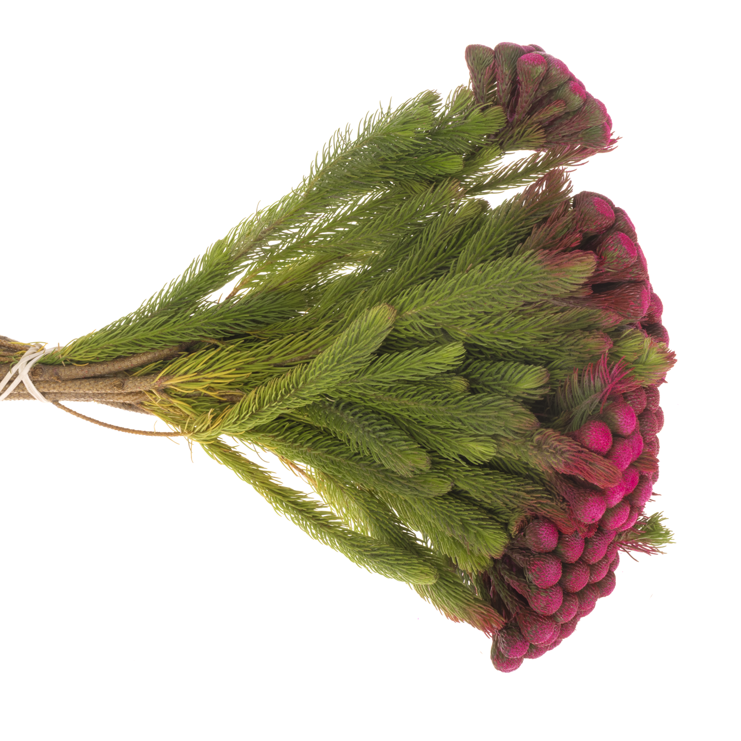 Brunia Albiflora fuchsia gefärbt 40cm