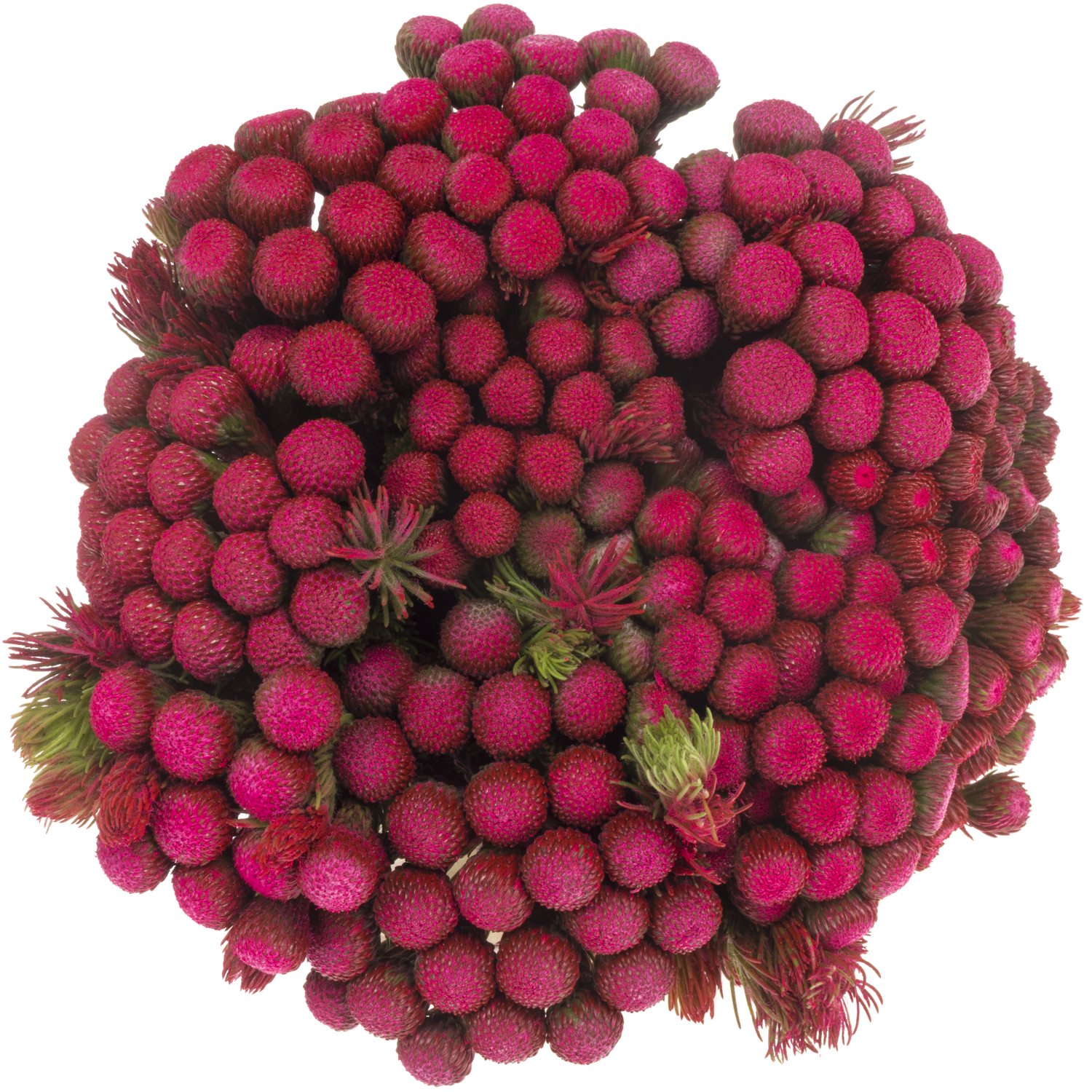 Brunia Albiflora fuchsia gefärbt 40cm