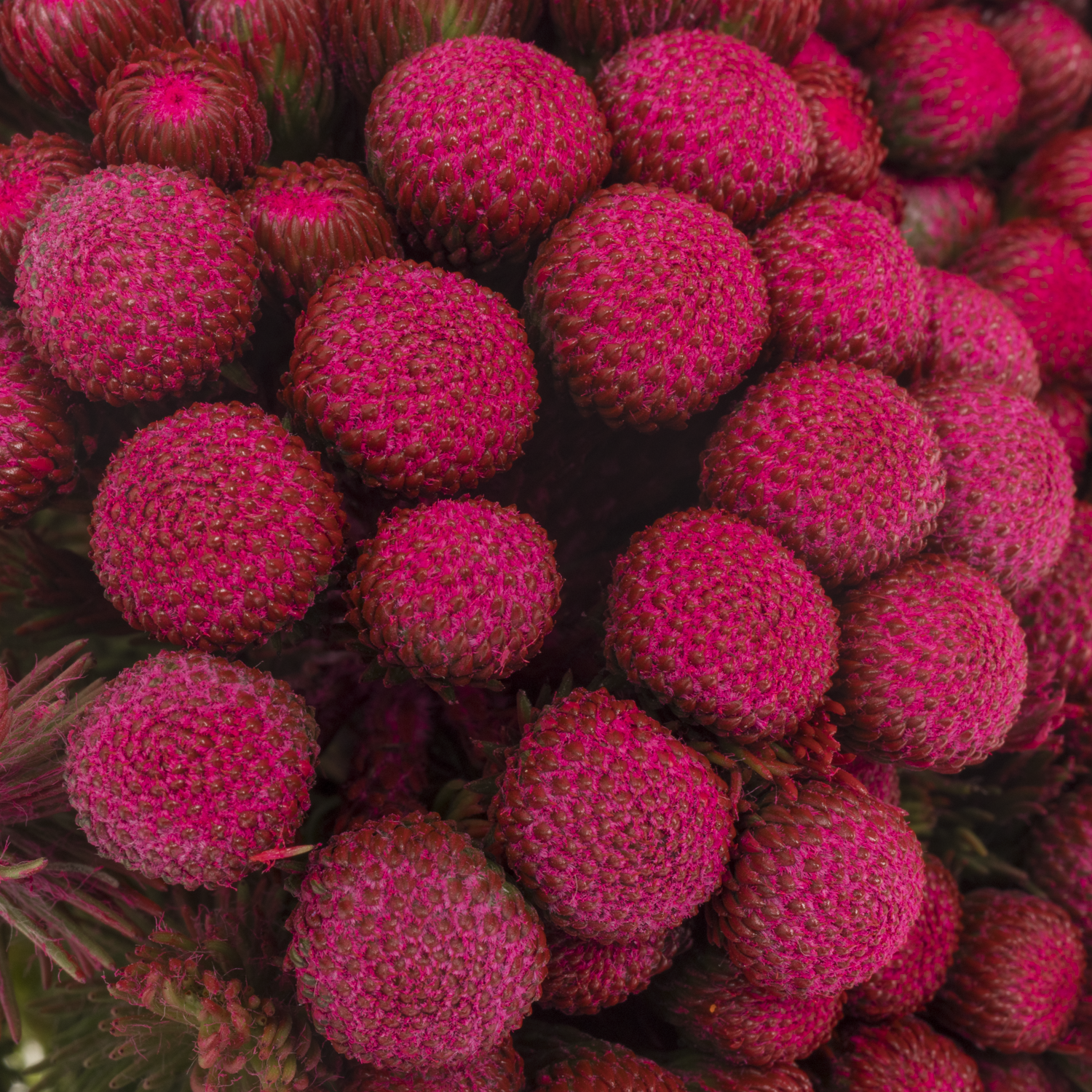 Brunia Albiflora fuchsia gefärbt 40cm