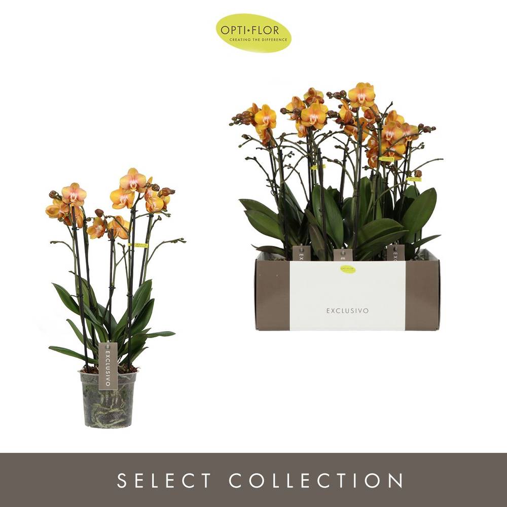 Phal.4-R Las Vegas Exclusivo T15 H045