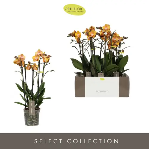 Phal.4-R Las Vegas Exclusivo T15 H045