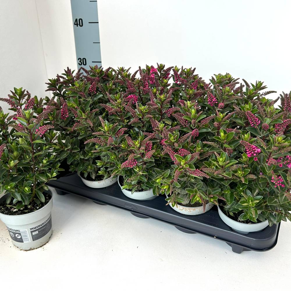 Hebe All Blooms pink T10,5 H025