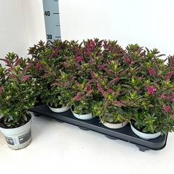 Hebe All Blooms pink T10,5 H025