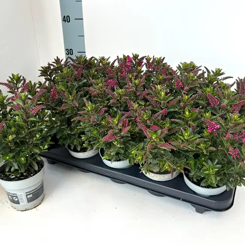 Hebe All Blooms pink T10,5 H025