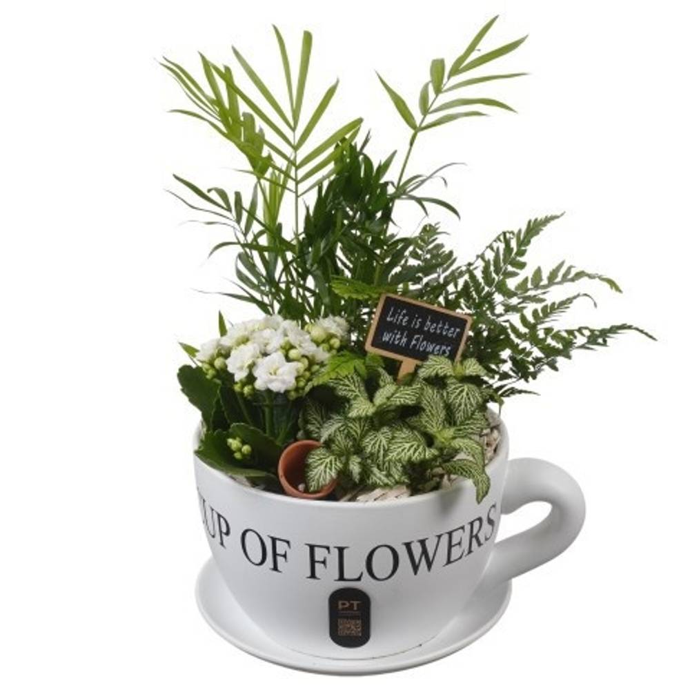 Chamaed.Arr PTIB5196 T24 H038