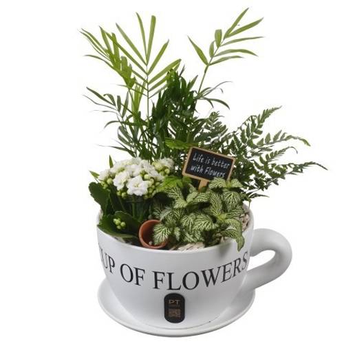 Chamaed.Arr PTIB5196 T24 H038