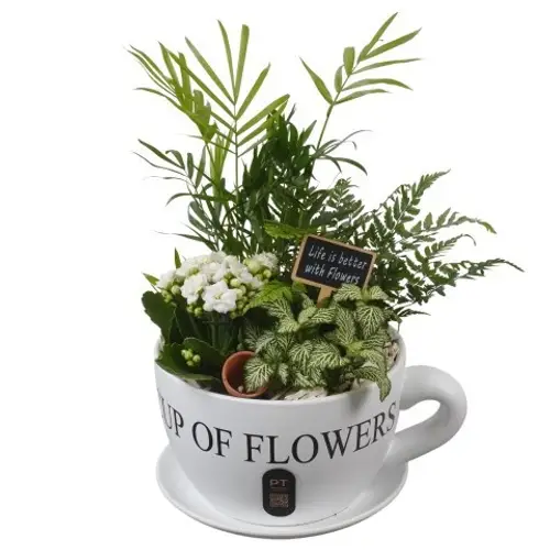 Chamaed.Arr PTIB5196 T24 H038