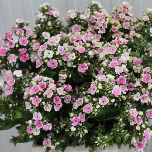 Phlox rosa/creme Orchid Yellow 40cm