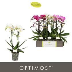 Phal.2-R mix Sensual Optimost T12 H045