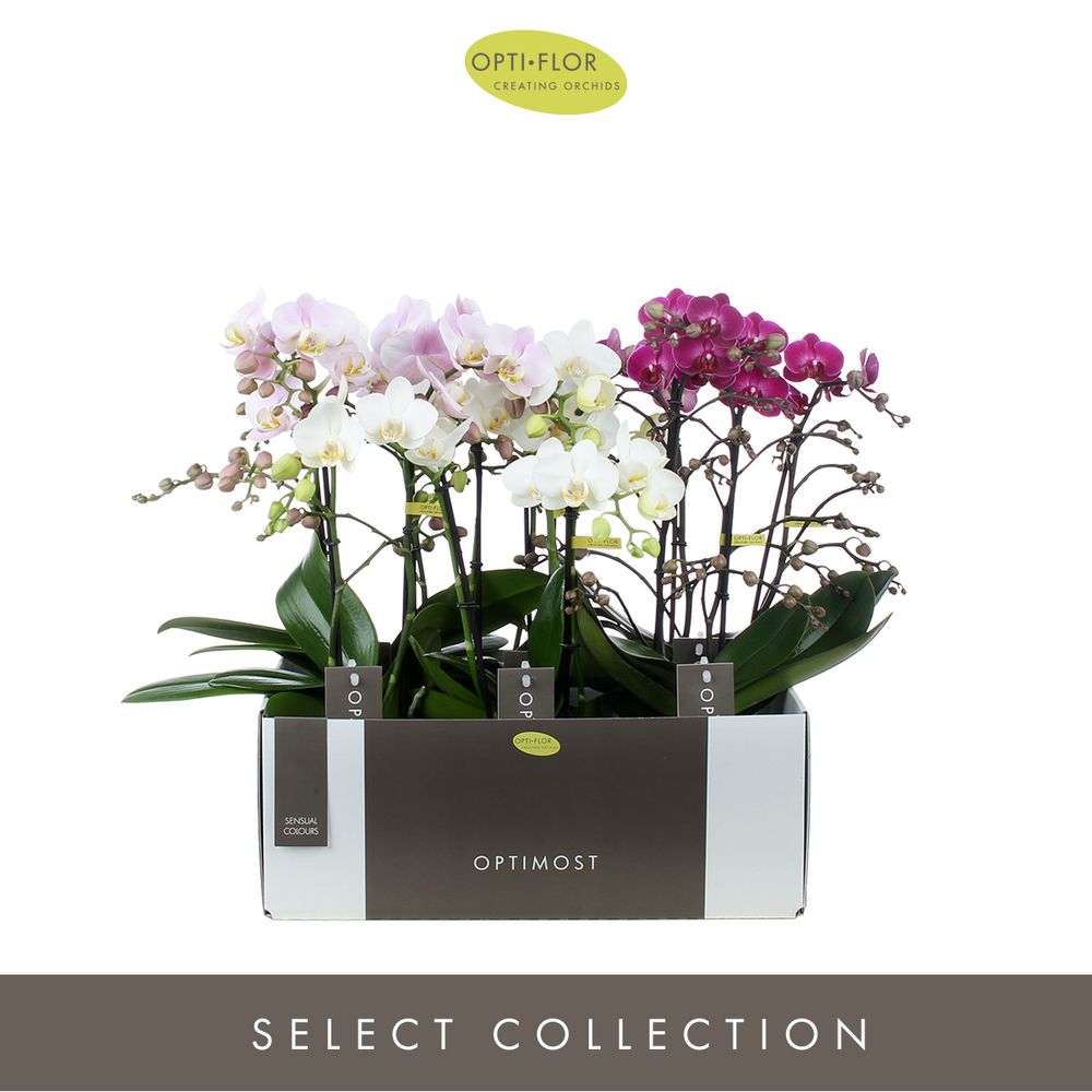 Phal.2-R mix Sensual Optimost T12 H45 