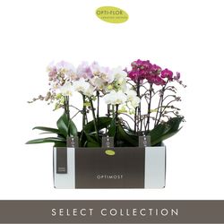 Phal.2-R mix Sensual Optimost T12 H45 
