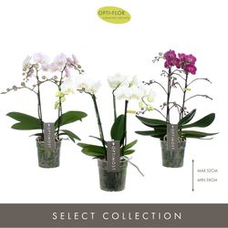 Phal.2-R mix Sensual Optimost T12 H45 