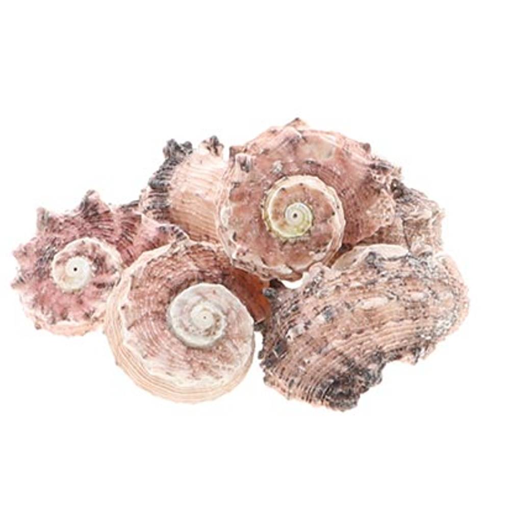 Muschel Laciniata 7stk. 