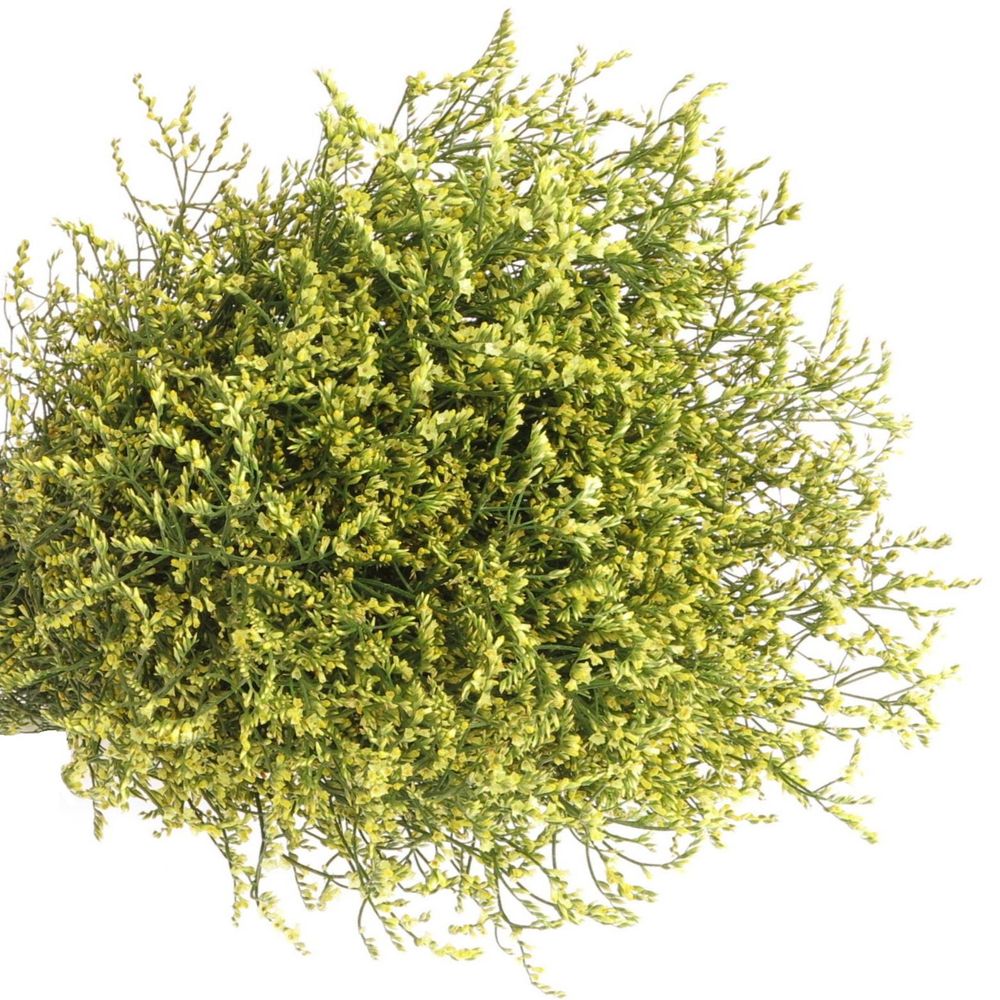 Limonium gelb Diamond 80cm