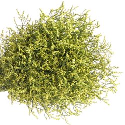 Limonium gelb Diamond 80cm