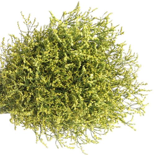 Limonium gelb Diamond 80cm