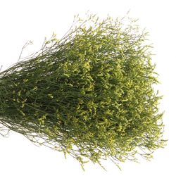Limonium gelb Diamond 80cm