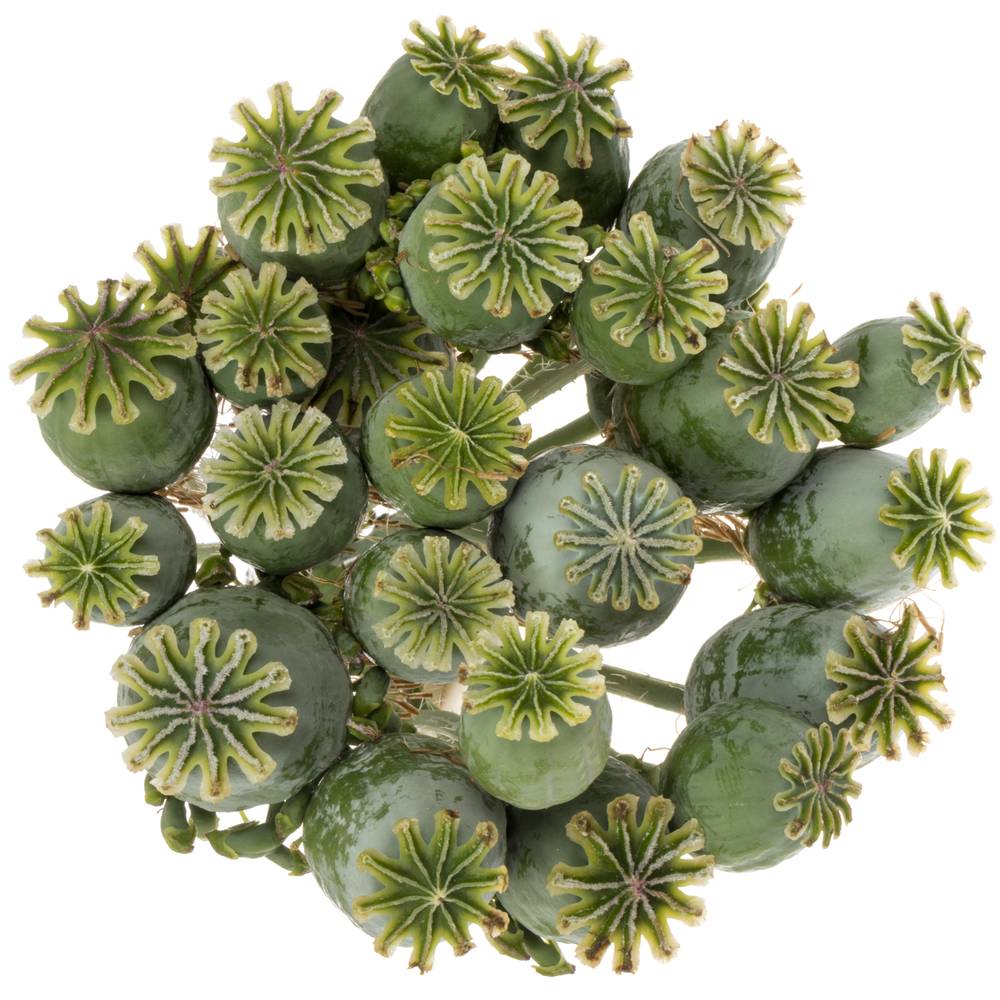 Mohn Papaver grün Mittel 60cm