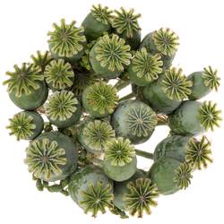 Mohn Papaver grün Mittel 60cm