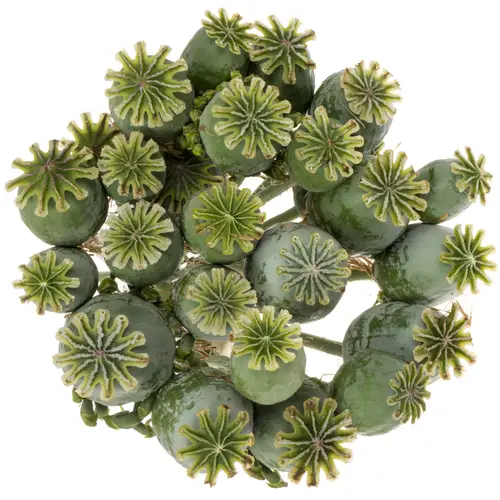 Mohn Papaver grün Mittel 60cm