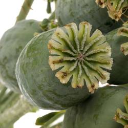 Mohn Papaver grün Mittel 60cm