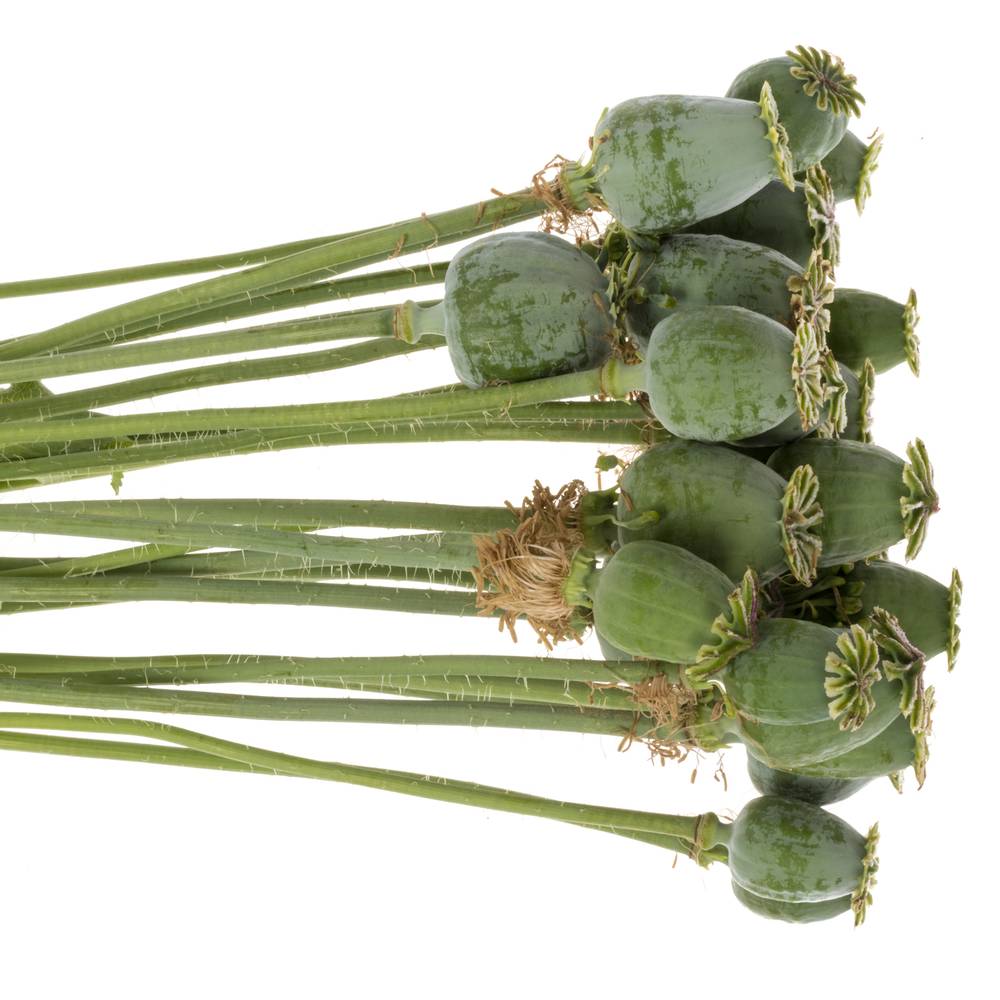 Mohn Papaver grün Mittel 60cm