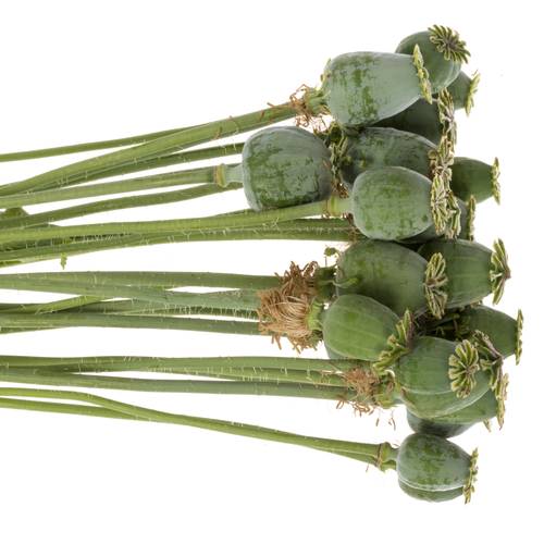 Mohn Papaver grün Mittel 60cm