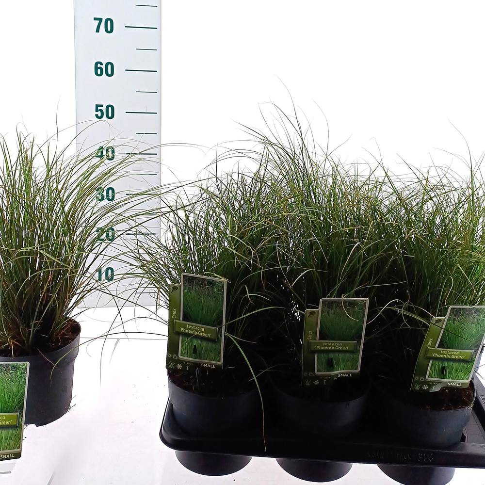 Carex Testacea Phoenix Green T17 H025