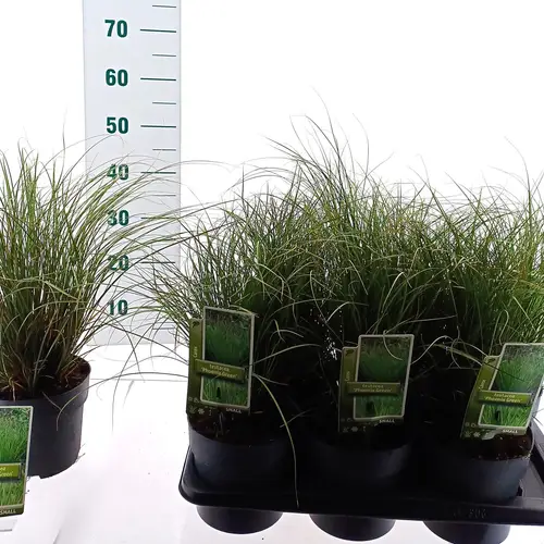 Carex Testacea Phoenix Green T17 H025