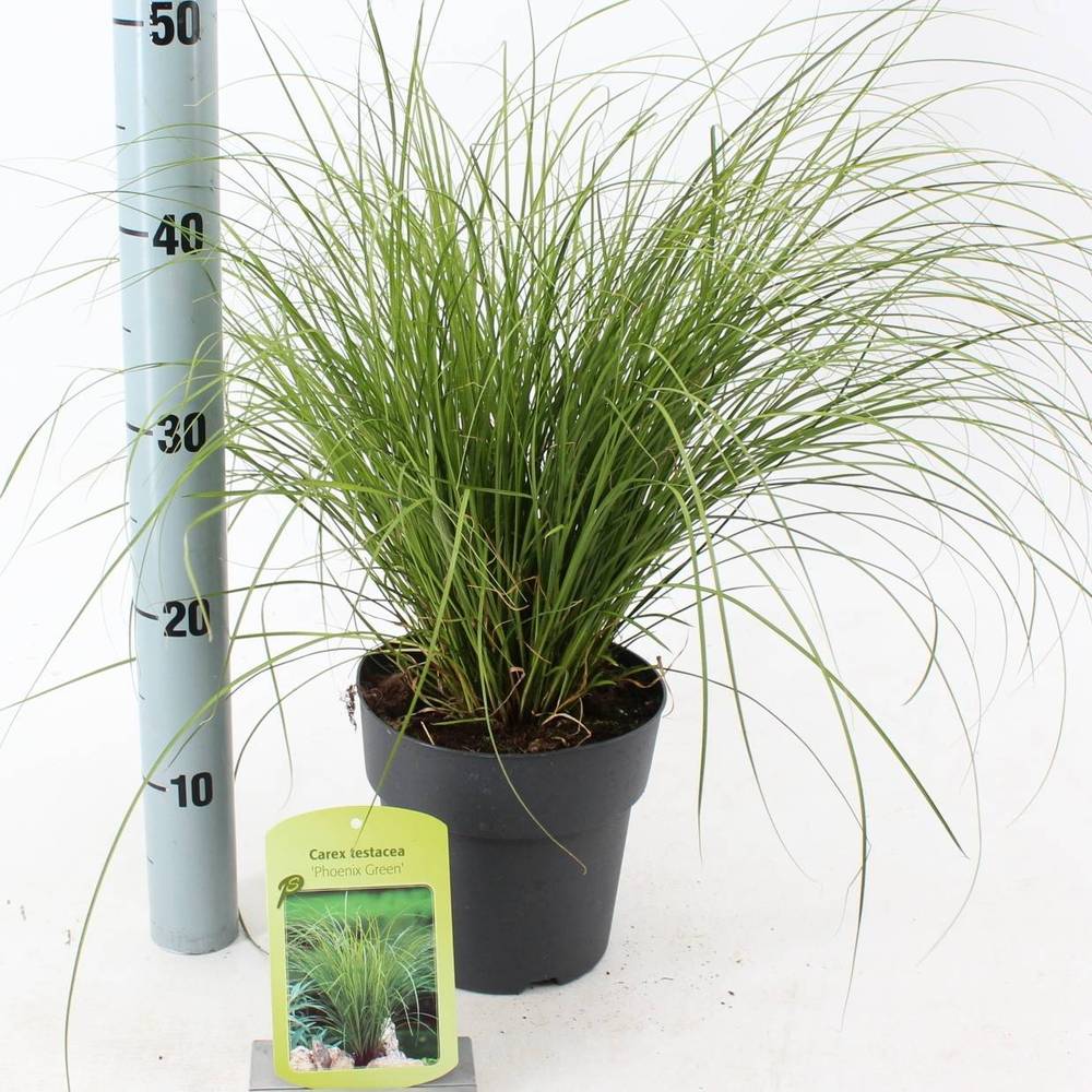 Carex Testacea Phoenix Green T17 H025