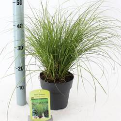 Carex Testacea Phoenix Green T17 H025