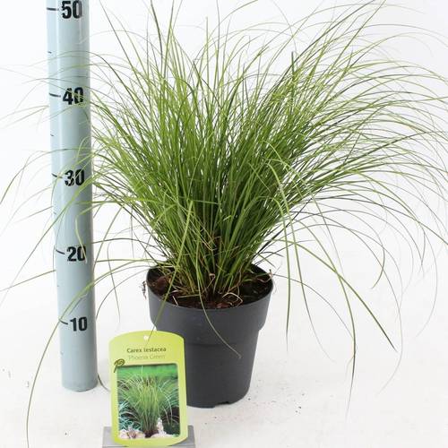 Carex Testacea Phoenix Green T17 H025