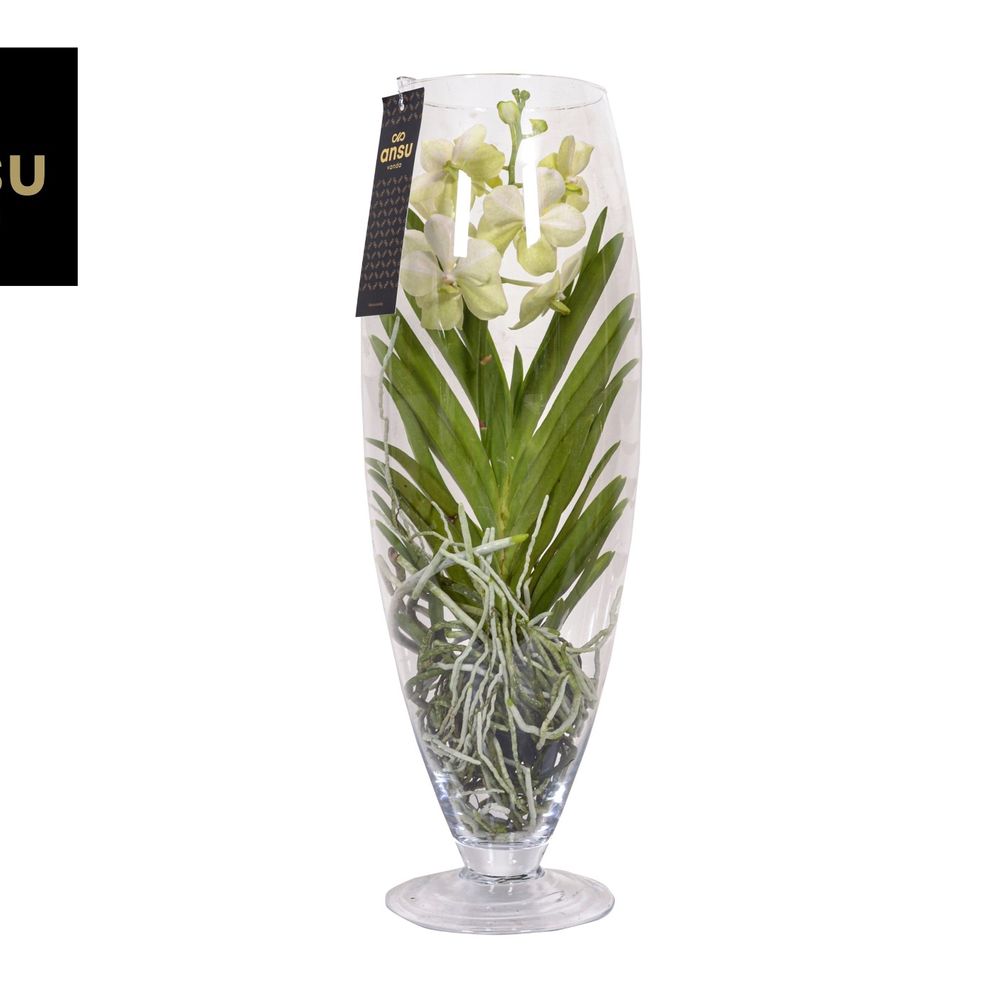 Vanda weiss Champagne Glas T24 H70