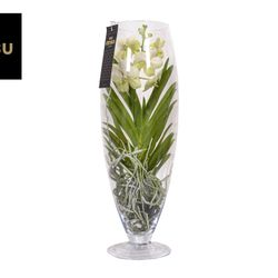 Vanda weiss Champagne Glas T24 H70