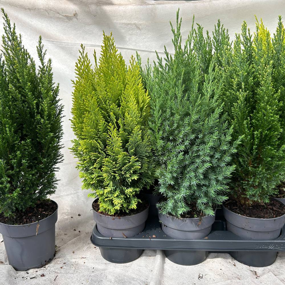 Koniferen mix T15 H050