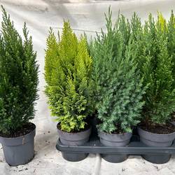 Koniferen mix T15 H050