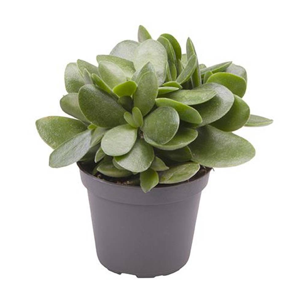 Crassula Ovata Money Maker T06