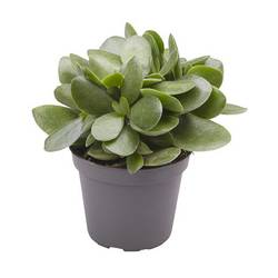 Crassula Ovata Money Maker T06