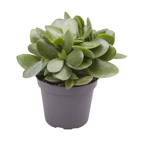 Crassula Ovata Money Maker T06