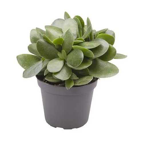 Crassula Ovata Money Maker T06