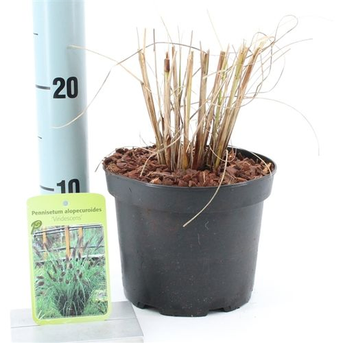 Pennisetum Virid T17 H60
