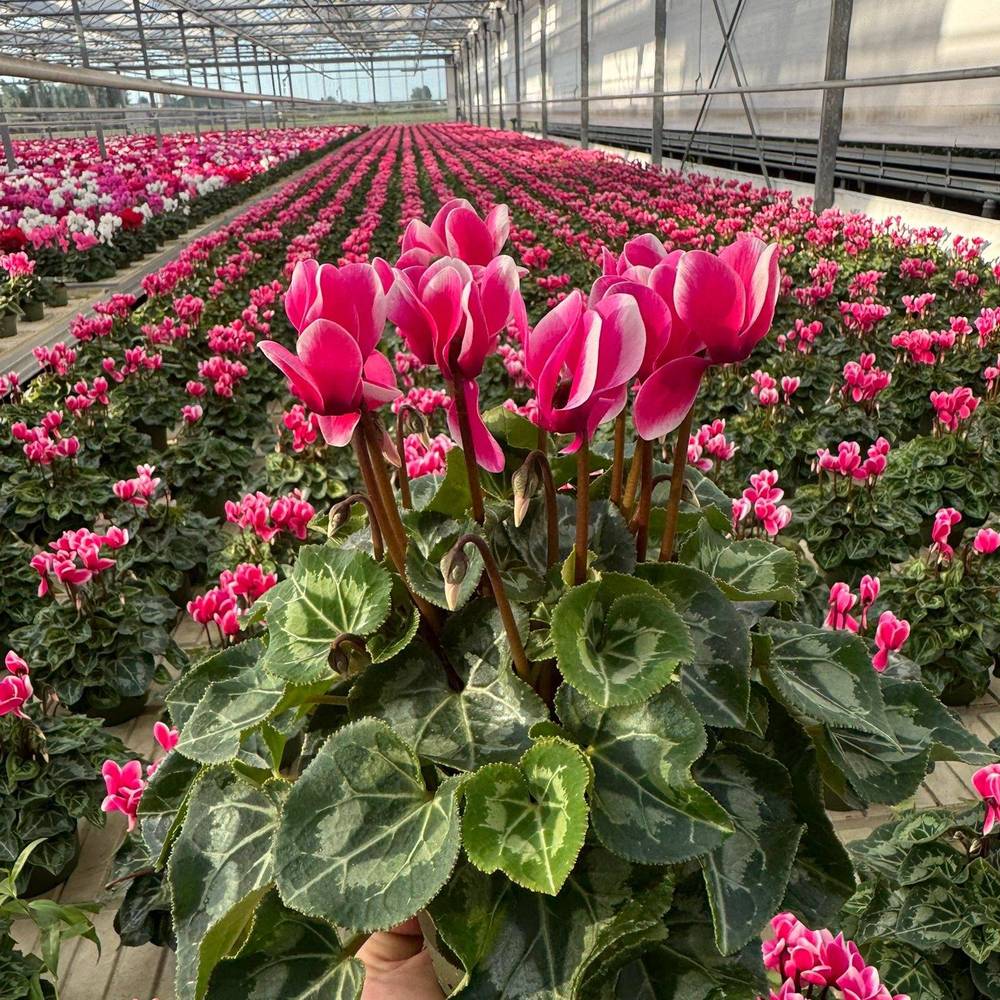 Cyclame rosa/weiss Fuji T13 H030