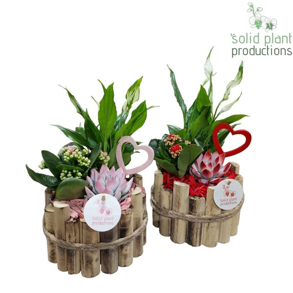 Spath.Arr mix HVS001RP Milano Muttertag T17 H035