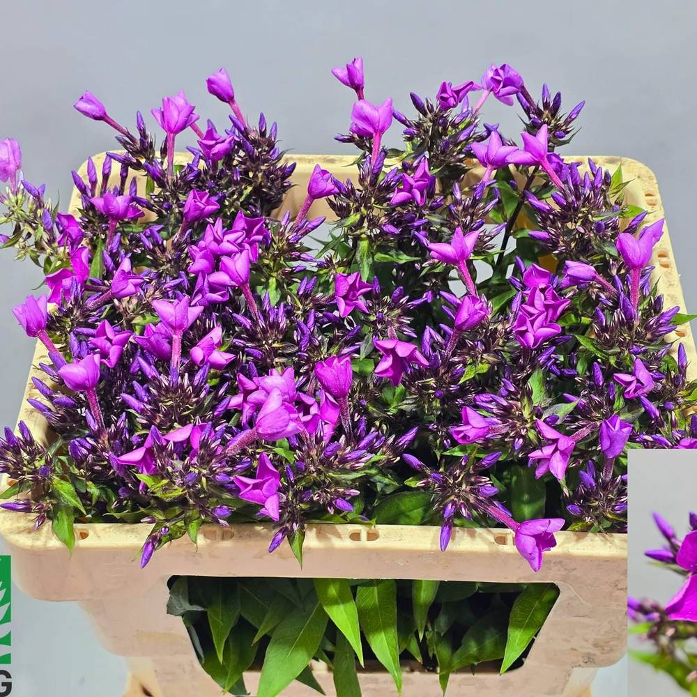 Phlox fuchsia GoGo_Blue 50cm