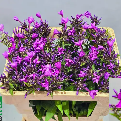 Phlox fuchsia GoGo_Blue 50cm