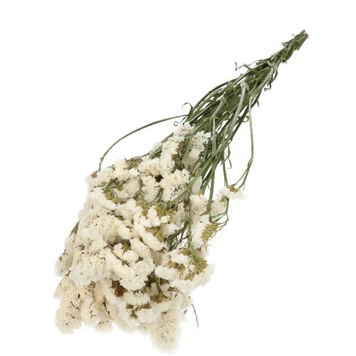 Trocken Limonium Statice weiss L70cm