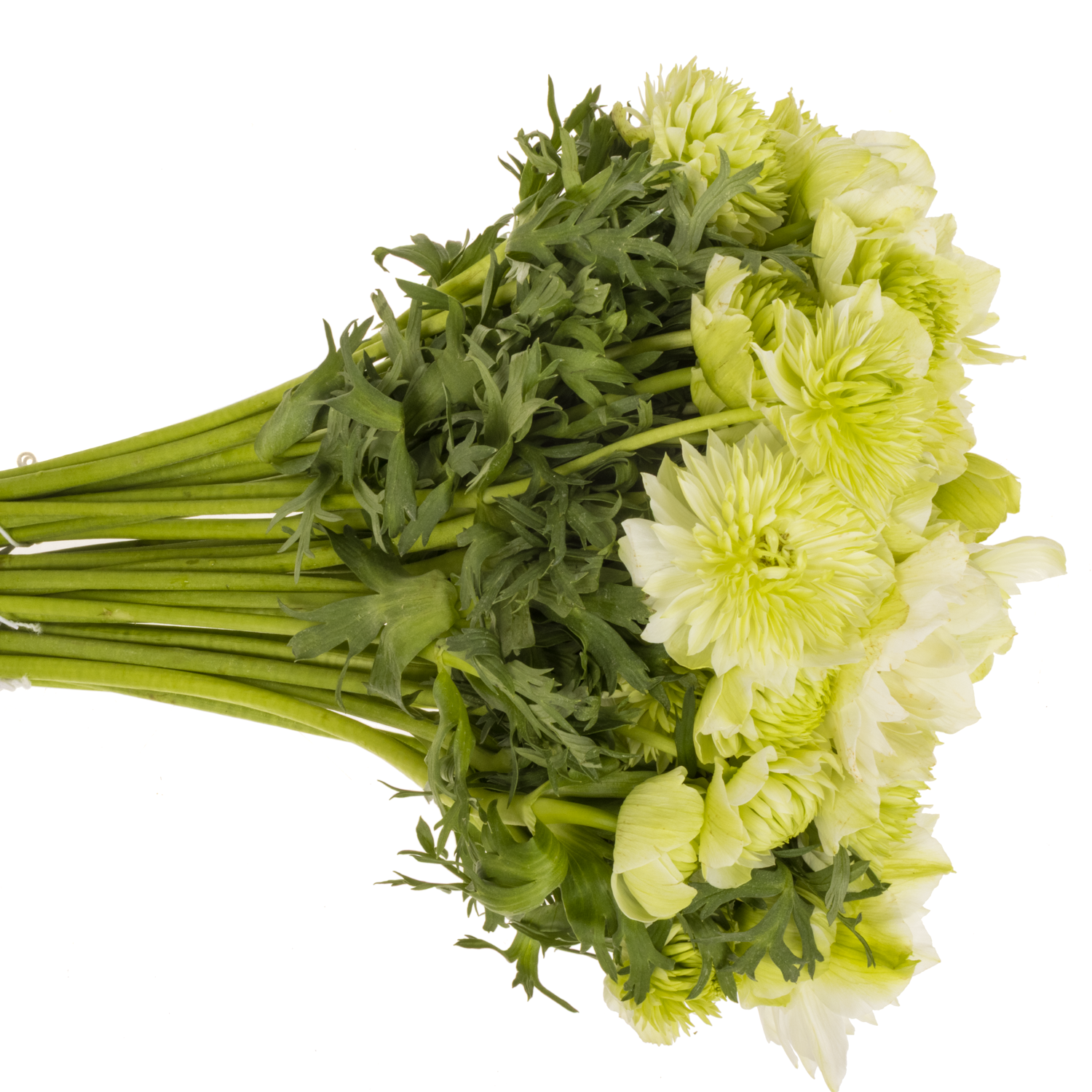 Anemone creme Fullstar Pure White Israel 32cm x 50